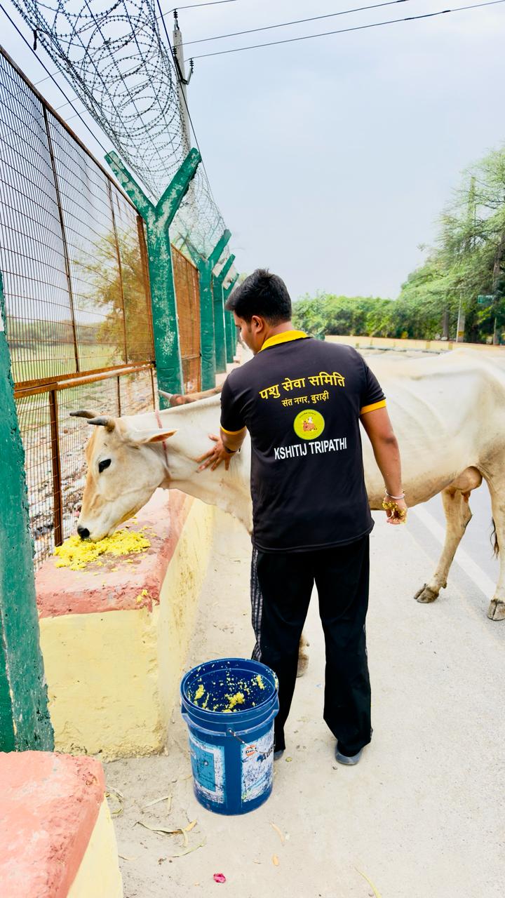 Pashu Sewa Samiti volunteer feeding a cow along the roadside