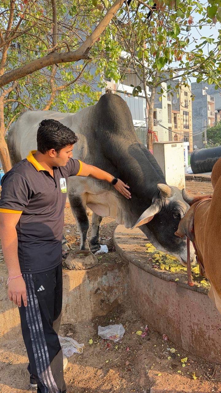 Pashu Sewa Samiti volunteer feeding cows in Sant Nagar